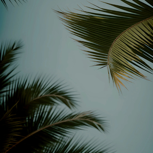 草莓视频黄色免费下载
